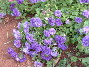 Asteraceae9.jpg © Commons