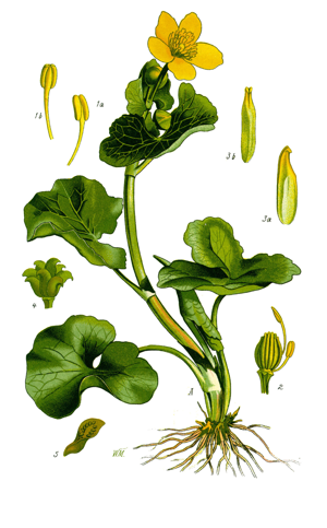 Illustration Caltha palustris1.jpg © Prof. Dr. Otto Wilhelm Thomé