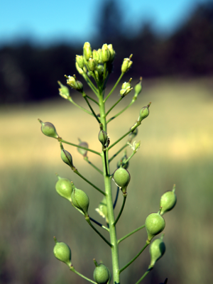 Camelina microcarpa NPS-1.jpg © Jim Pisarowicz
