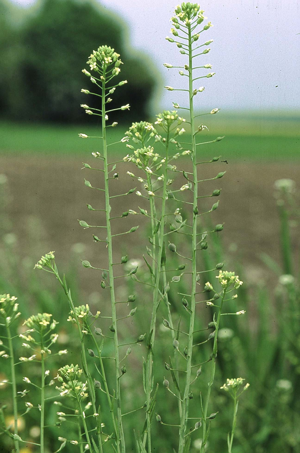 Camelina sativa eF.jpg © Commons