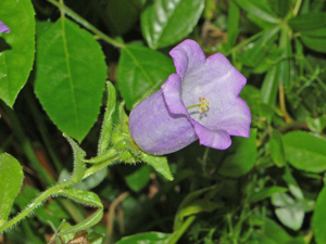 Campanulaceae - Campanula medium-4.JPG © Hectonichus