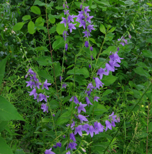 Creeping Bellflower, Ottawa.jpg © D. Gordon E. Robertson