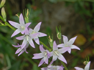 Campanulaceae - Campanula rapunculus-5.JPG © Hectonichus