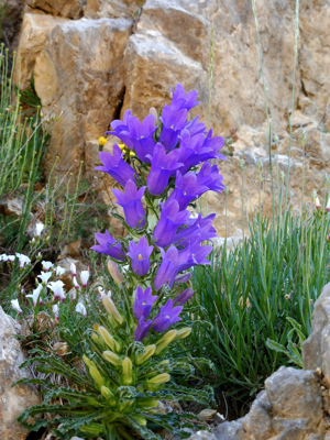 CAMPANULA SPECIOSA - BÒFIA - IB-344 (Campaneta gran).jpg © Isidre blanc