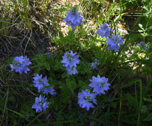 Campanula trachelium de CP.JPG © Victor M. Vicente Selvas