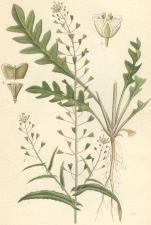 Capsella bursa pastoris lomme.jpg © Commons