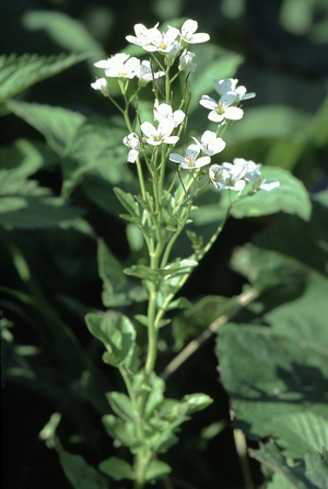 Cardamine amara eF.jpg © Commons