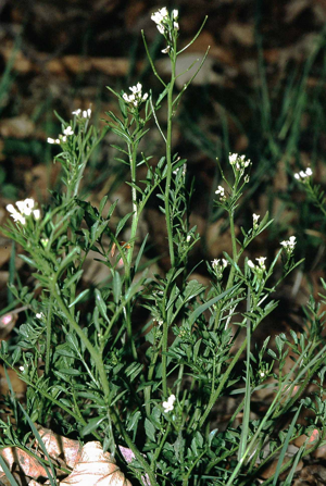 Cardamine flexuosa eF.jpg © Commons