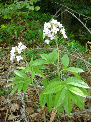 Cardamine heptaphylla1.jpg © Commons