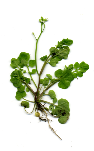 Cardamine hirsuta.jpg © No machine-readable author provided. Velela assumed (based on copyright claims).