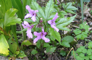 Cardamine pentaphyllos.jpg © Patrice78500