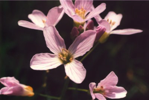 Pinksterbloem.jpg © Commons