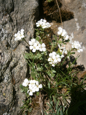 Cardamine resedifolia 001.jpg © Meneerke bloem