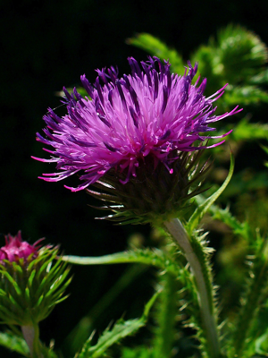 Carduus crispus 002.JPG © H. Zell
