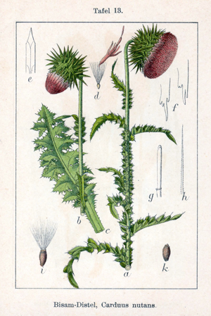 Carduus nutans Sturm13.jpg © Johann Georg Sturm (Painter: Jacob Sturm)