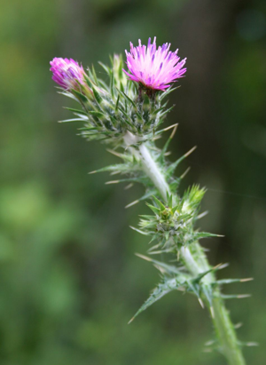 Carduus pycnocephalus 2.jpg © Franz Xaver