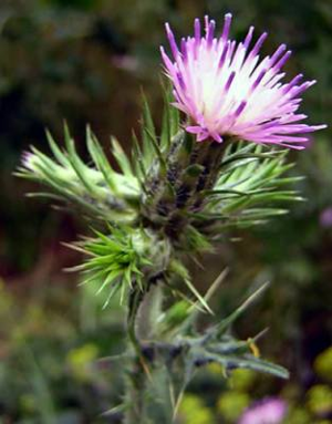 Carduus tenuiflorus1.jpg © Aroche