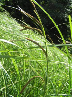 Carex acuta1.JPG © Petr Filippov