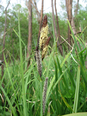 Carex acutiformis.jpg © Commons