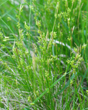 Carex alba.jpg © Commons
