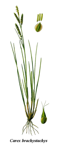 Cleaned-Illustration Carex brachystachys.jpg © Commons