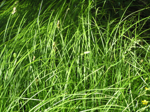 Carex brizoides1.JPG © Petr Filippov