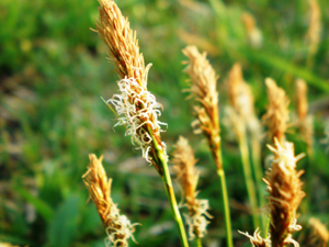 Carex caryophyllea (Ankstyvoji viksva)001.JPG © Hugo.arg