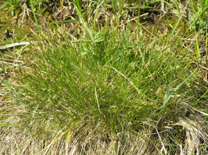 Carex davalliana.JPG © Petr Filippov