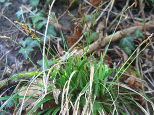 Carex digitata.jpeg © Kristian Peters -- Fabelfroh 13:17, 24 July 2006 (UTC)