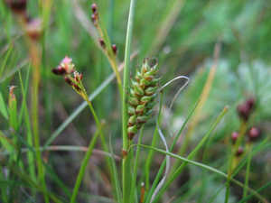 Carex distans weibl.jpeg © Kristian Peters -- Fabelfroh 16:19, 8 July 2006 (UTC)