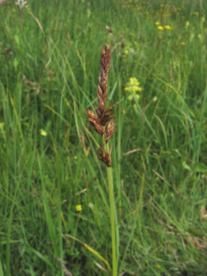 Carex disticha.jpeg © Kristian Peters -- Fabelfroh 09:37, 23 July 2006 (UTC)