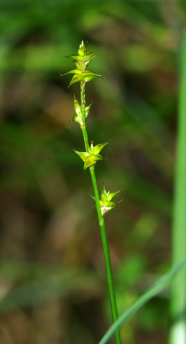 Carex echinata 01.jpg © Bartosz Cuber