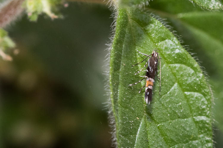 Cosmopterix pulchrimella Chambers, 1875 &copy; Steeman Chris