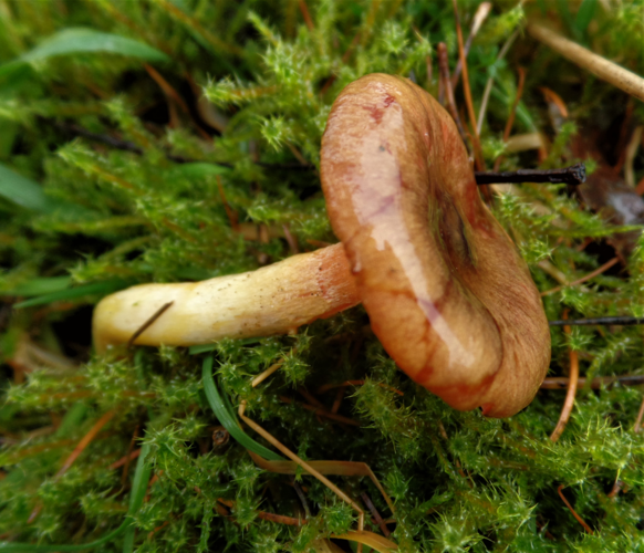 Hygrophorus hypothejus (Fr.) Fr., 1838 &copy; Ab Neutel