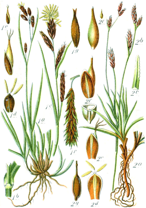 Carex spp Sturm58.jpg © Johann Georg Sturm (Painter: Jacob Sturm)