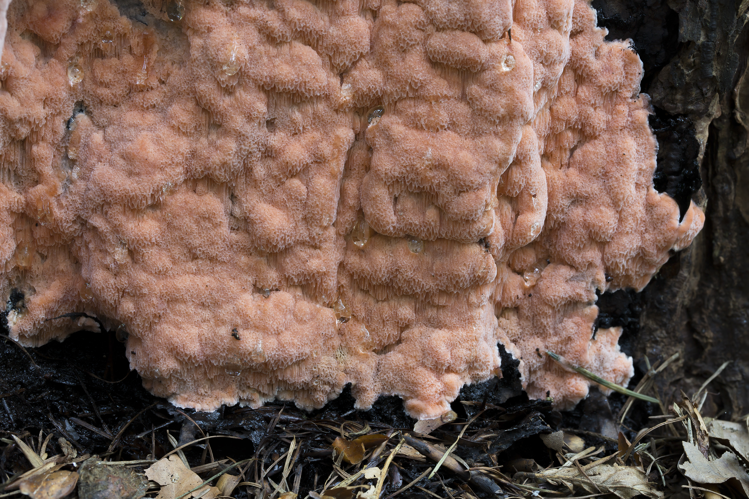 Rhodonia placenta (Fr.) Niemelä, K.H.Larss. & Schigel, 2005 &copy; Ben Kraan