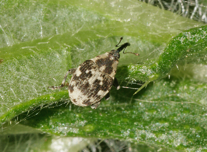 Hadroplontus litura (Fabricius, 1775) &copy; Jan Kersten