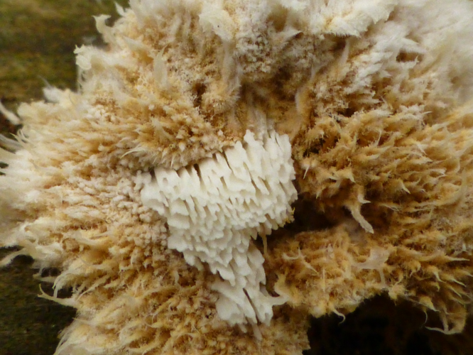 Postia ptychogaster (F.Ludw.) Vesterh., 1996 &copy; Tjerk Nawijn