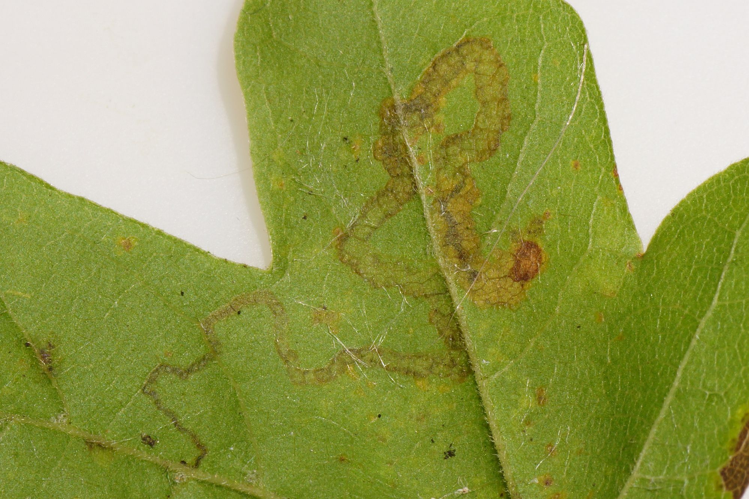 Stigmella aceris (Frey, 1857) &copy; Hans Jonkman