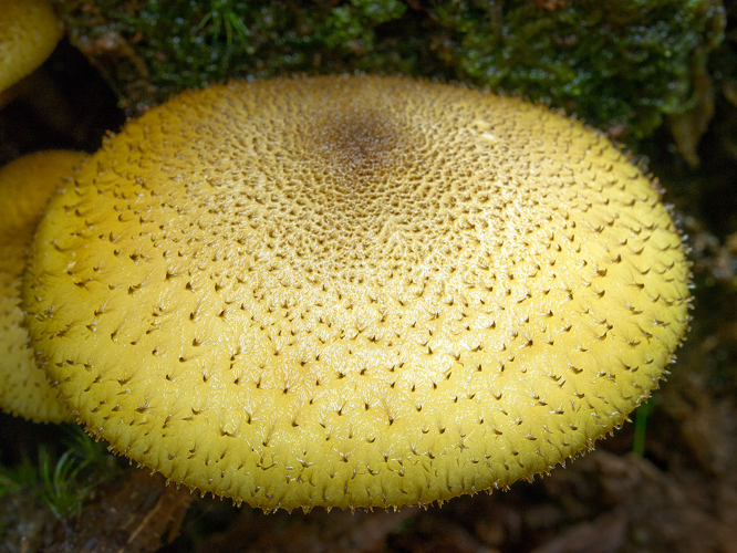 Tricholomopsis decora, DMS-10030344 &copy; Jens H. Petersen