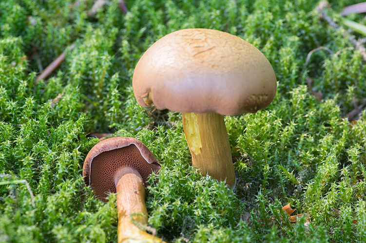 Chalciporus piperatus (Bull.) Bataille, 1908 &copy; Hans Adema