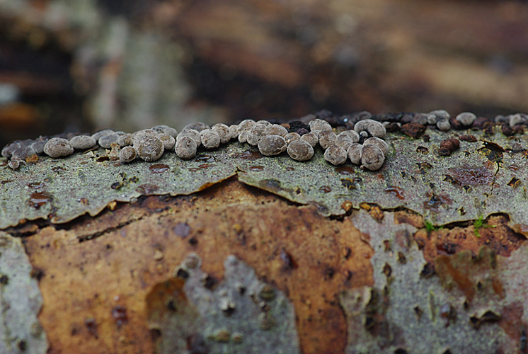 Hypoxylon fragiforme (Pers.) J.Kickx f., 1835 &copy; Hans Adema