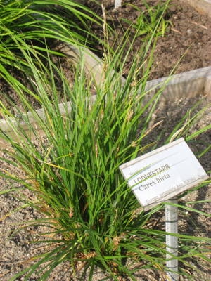 Carex hirta - Oslo botanical garden - IMG 8902.jpg © Daderot