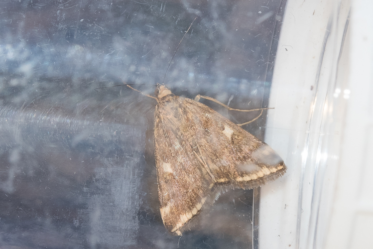 Loxostege sticticalis (Linnaeus, 1761) &copy; Steeman Chris