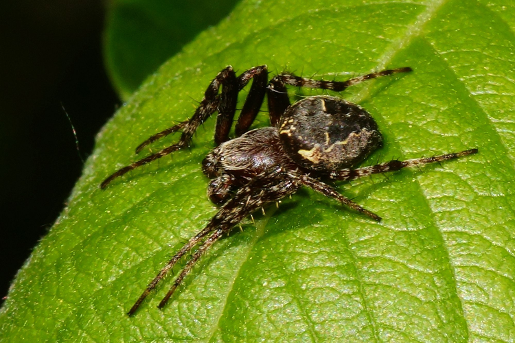 Larinioides patagiatus (Clerck, 1758) &copy; Hans Jonkman