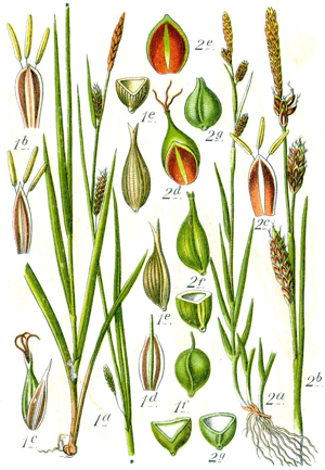 Carex spp Sturm56.jpg © Johann Georg Sturm (Painter: Jacob Sturm)