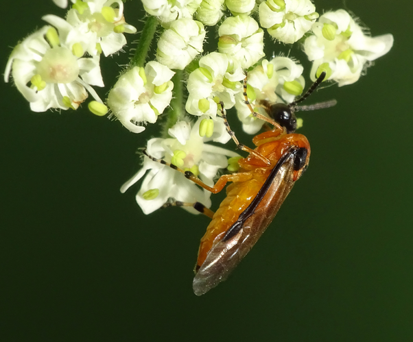 Athalia rosae (Linnaeus, 1758) &copy; Jannie Bosma