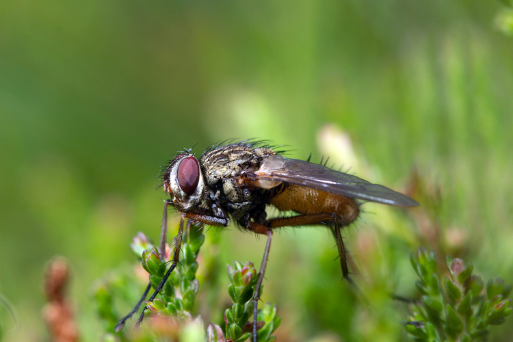 Dexia rustica (Fabricius, 1775) &copy; John Smit
