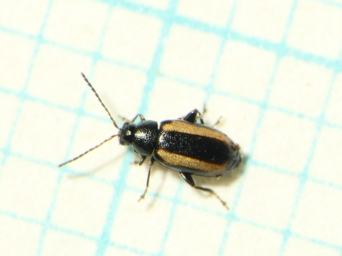 Phyllotreta vittula (L. Redtenbacher, 1849) &copy; Dick Belgers