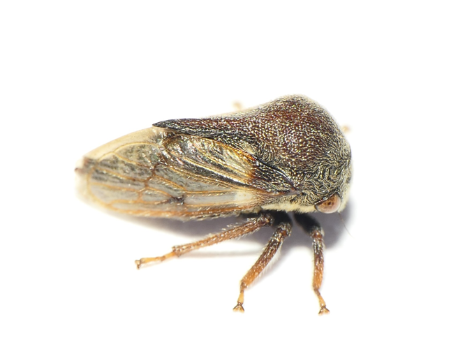 Gargara genistae (Fabricius, 1775) &copy; Dick Belgers